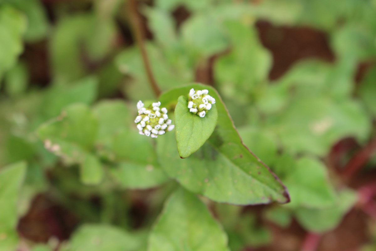 Persicaria nepalensis (Meisn.) H.Gross